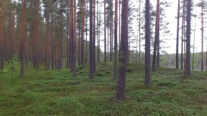 Tallskogen vid Malingarna