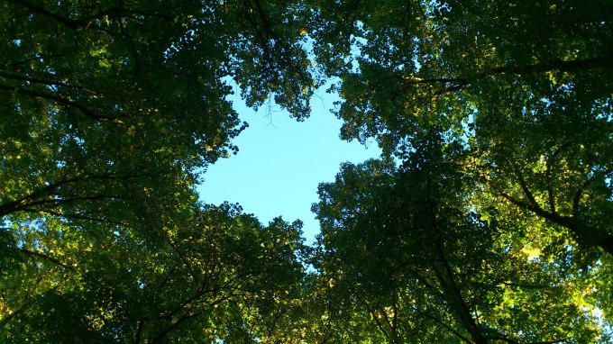 Lövgluggen i Gävle