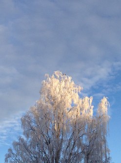Grannen har bytt de gamla äpplena mot vackrare inramning