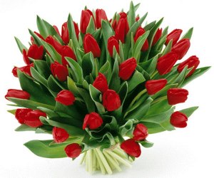 rödatulpanerattfiramedolå