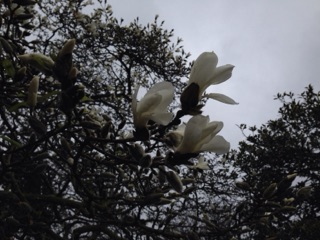 Magnolia