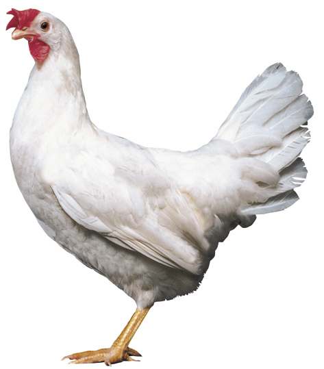 HEN