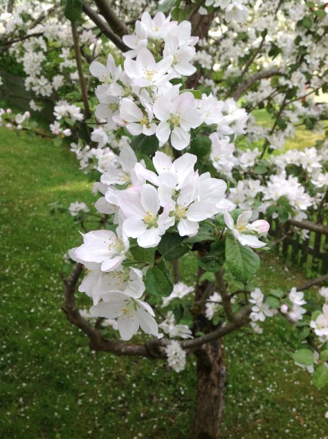 Apple Blossom