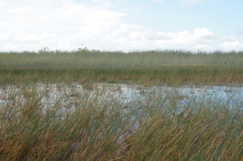 #everglades