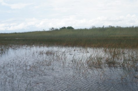 #everglades
