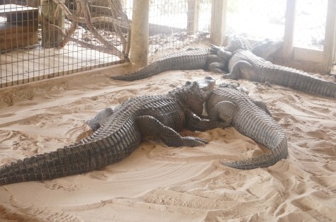 #alligatorshow i Everglades