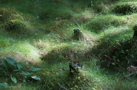 granskog, fur tree _2