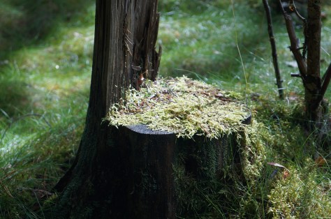 granskog, fur tree _1