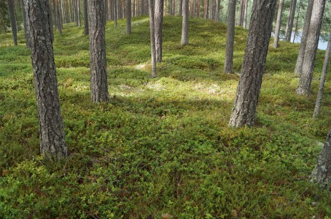 tallskog vid Malingarna_1