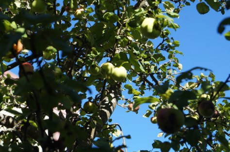 #Äppelträd, #asaole