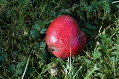 #vinteräpple, #asaole