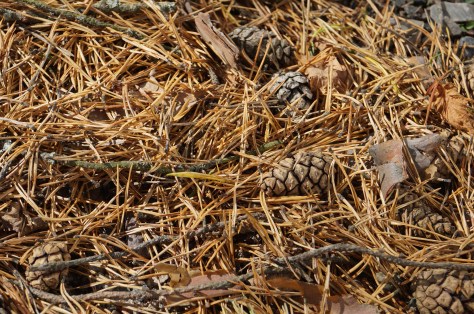 #kotte, #tallfiket, #asaole