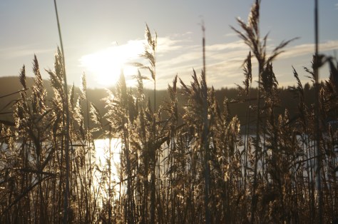 Vintervass i motljus 2_#asaole